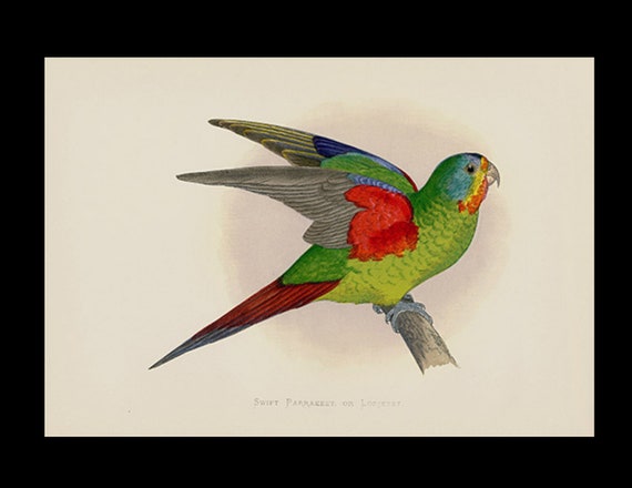 19th century Parrots in Captivity woodblock hand Colored Engraving Australian Swift Parrakeet, or Lorikeet