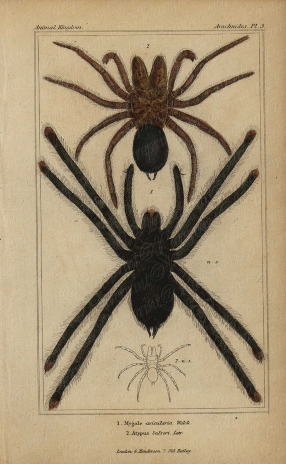 Antique Original Hand colored  Natural History Spider Hand Colored Engraving  Group Of Spiders From Animal Kindom-