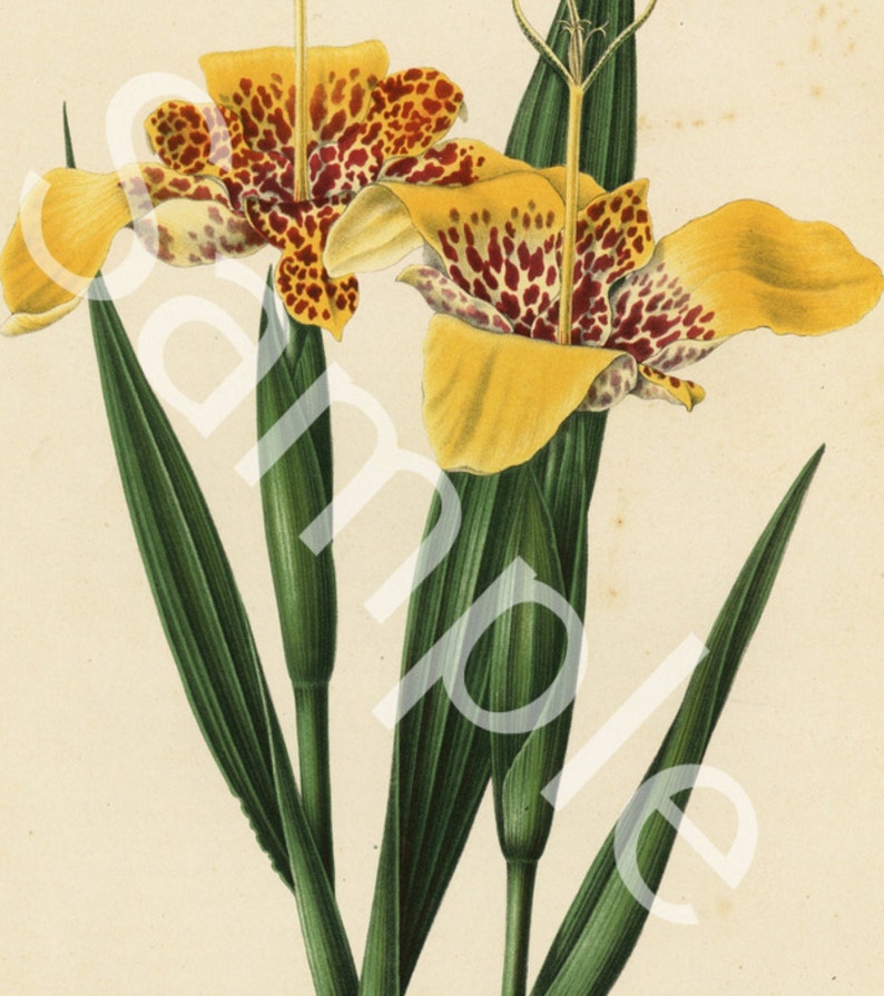 Botanical original antique 1868 1st Ed Chromolithograph H Witte G Severeyns The Tiger Flower