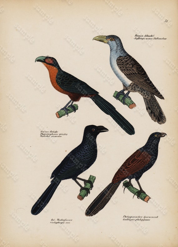 Antique Hand Colored Original Birds  Print from Schinz First Edition 1840 not a recent Hand colored Print.