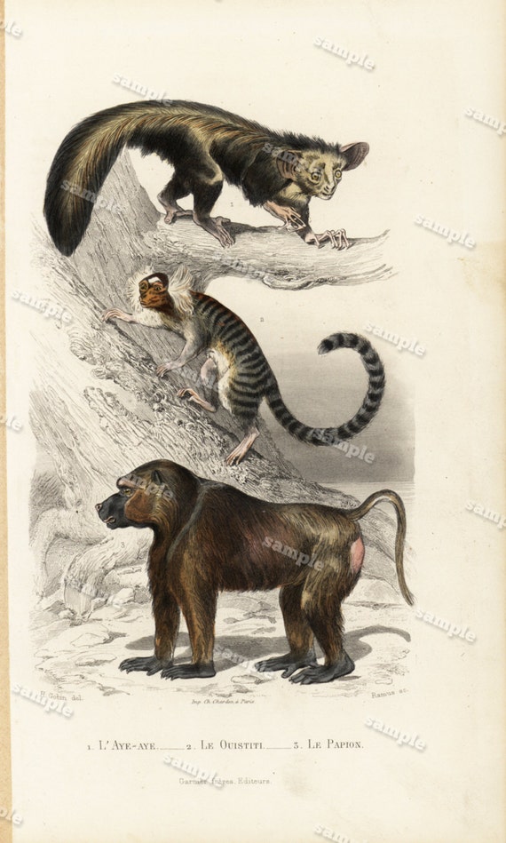 19th Century original hand colored engraving apes monkey nature animal original art rare and gorgeous