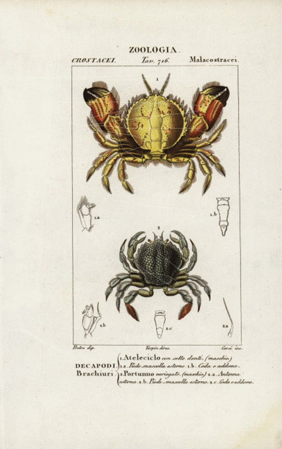 original Antique Hand Colored Print Of  Crabs - CharlesD’Orbigny - Sea life - Ocean