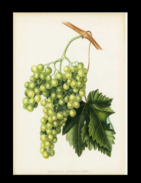 Botanical original grapes 1855 Alexandre Bivort Hand-Colored Lithograph Fruit