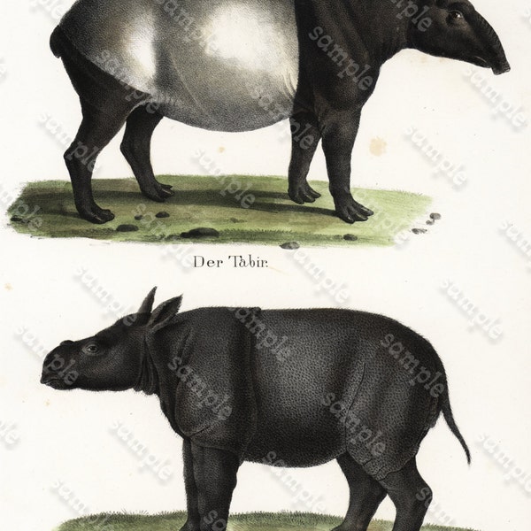 Antique Original Hand Colored Natural History Animal Print –Der Tabir and Das Nashorn