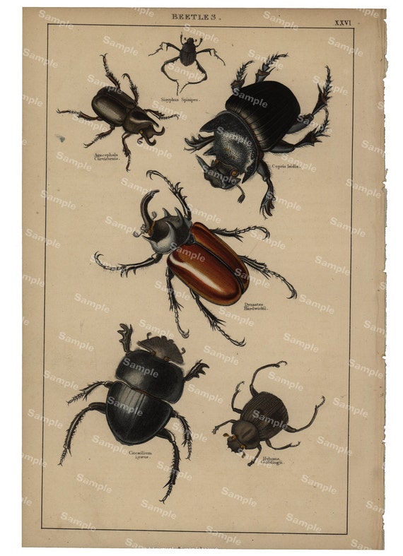 Gorgeous  Natural History original hand colored print of Beetles over 150 years old Rare find