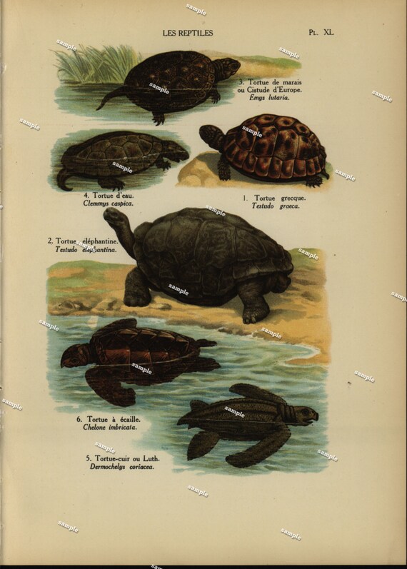 Sea Turtles  1890 Original Colored lithograph of Reptiles nature print natural history prints art decor home decor wall art