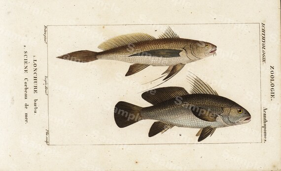 Zoology Engraving decorative art original print wall art home decor Hand Color  natural history Fish