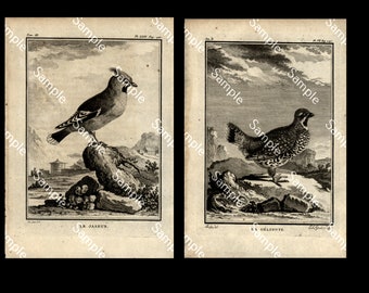 Two Rare large QUARTO edition bird engravings circa 1766 De Seve sale