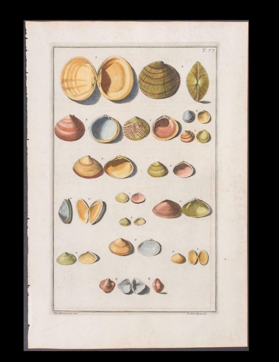 Circa 1742 Antique Hand-Colored Engraving  Print SEA SHELLS Natural History Large folio size