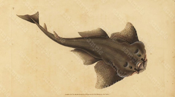 Original Antique Natural History Fish engraving Edwards DONAVON Natural history - Cat Fish