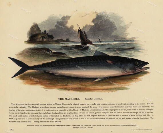 The Mackerel 1850 Original Antique  Hand color print