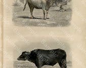 Cows and Buffalo ,Original Hand Colored Engraving of decorative engraving by Edouard TRAVIES rare french Edition