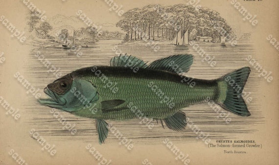 Sir William Jardine Antique Original Hand colored Fish Print  dated 1835 - The Salmon -Formed Growler