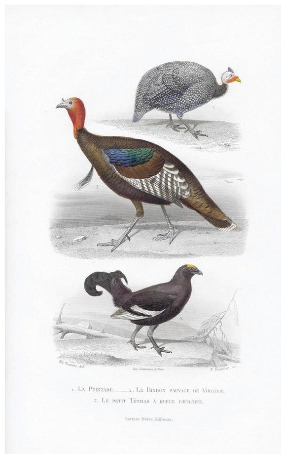 Original antique Hand Colored Bird Engraving  Turkey dated 1850