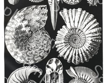 Gorgeous lithograph print of Ammonitida  from Art Forms of Nature by Ernst Haeckel