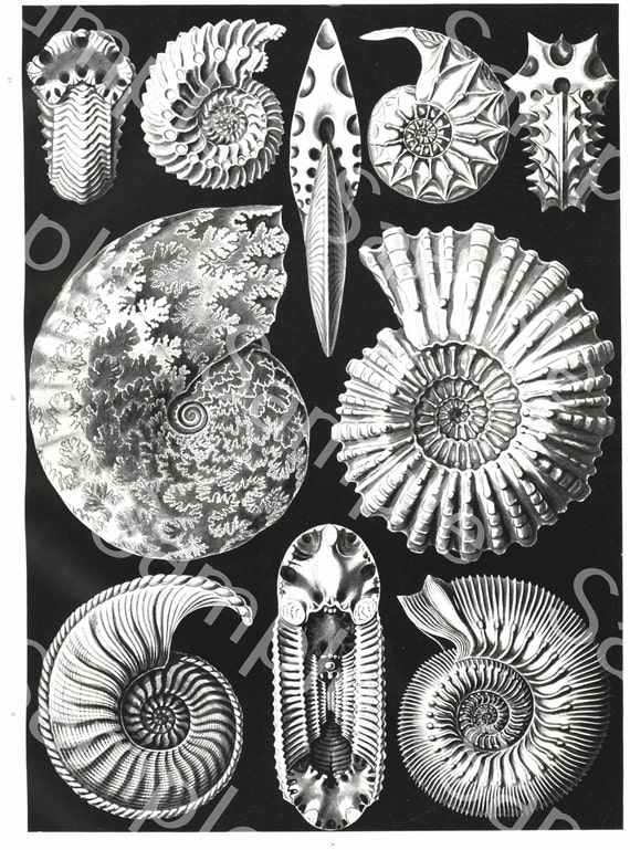 Gorgeous lithograph print of Ammonitida  from Art Forms of Nature by Ernst Haeckel