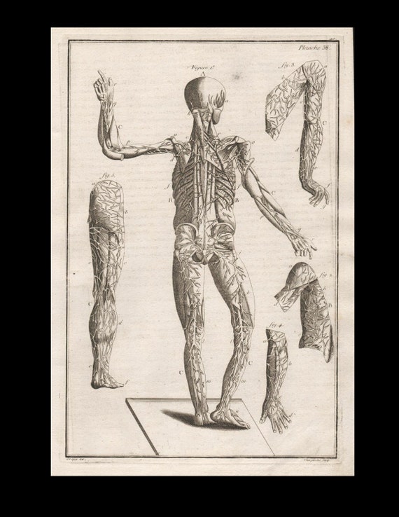 Antique Original Engraving  Human Anatomy Muscles Skeleton Medicine Copperplate Circa  1770