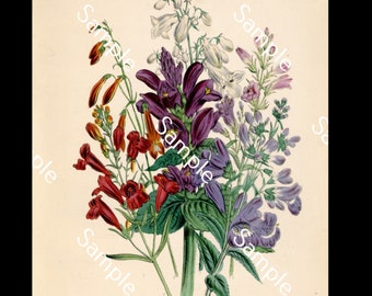 Antique wild flowers circa 1840's Jane Loudon Hand-Colored Lithograph print