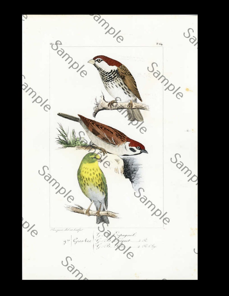 LEMAIRE 19th Century Birds Ornithology hand colored pint circa 1860 original and rare