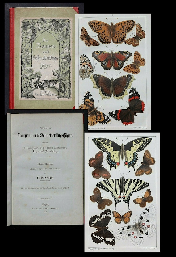 NATURAL HISTORY Herrmann's Caterpillar and Butterfly Hunter book Illustrated, 12 colour plates circa  1878