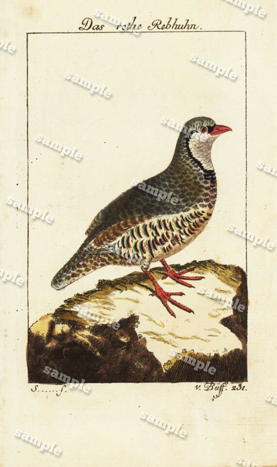 Antique Natural History Hand Colored Engraving of Bird   Very Rare - Original  over 200 Years old -The Red Partridge