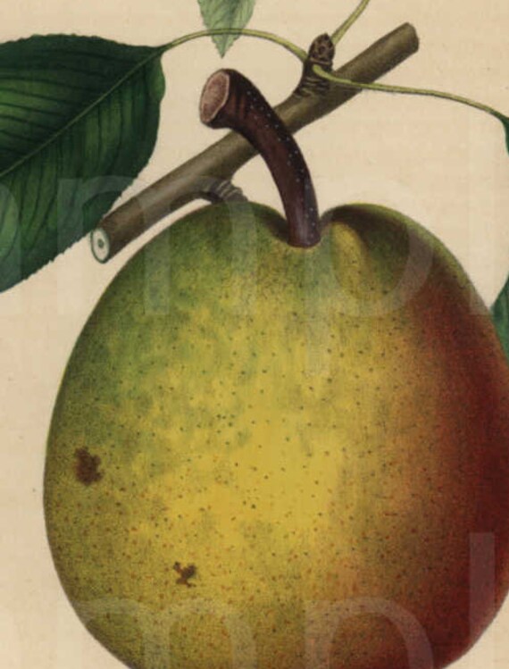 Pear hand colored Authentic Lithograph print from 1850's