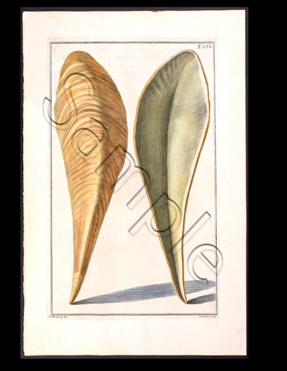 Circa 1742 Antique Natural History Hand-Colored Engraving  sea Shells