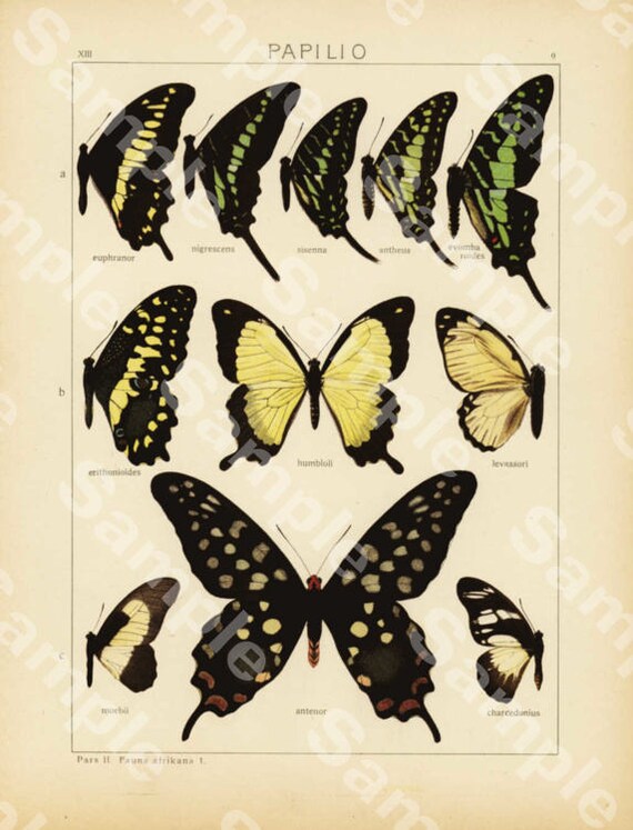 Antique Natural History Entomological Print – African Butterflies & Butterflies Wings  Original print