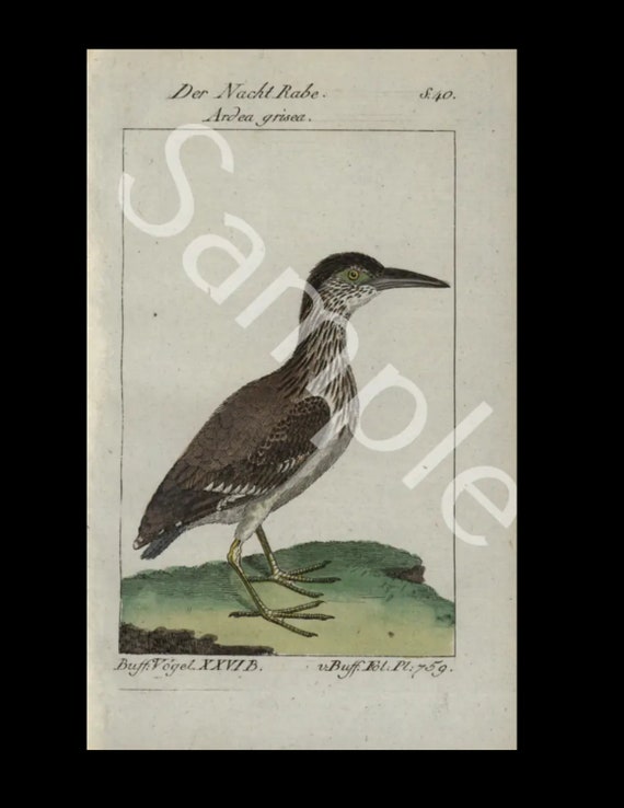 18th Century  Antique Natural History bird copper plate engraving Francois Nicolas Martinet