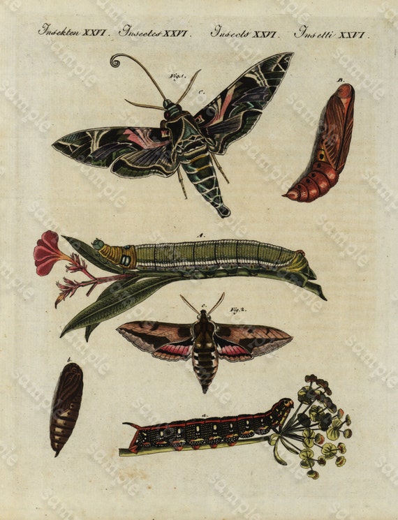 Original Antique Natural History Hand Colored Engraving - Insects- Moths