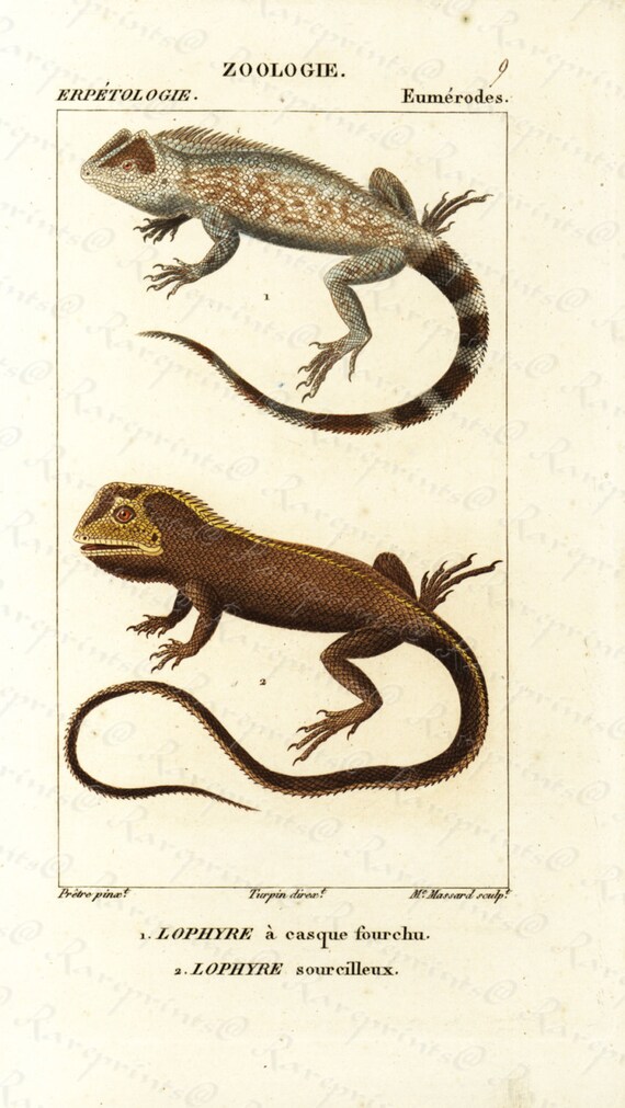 Original Antique Hand Colored Reptiles engraving from 1829 - Lophyre A casque Forchu - Lizards -