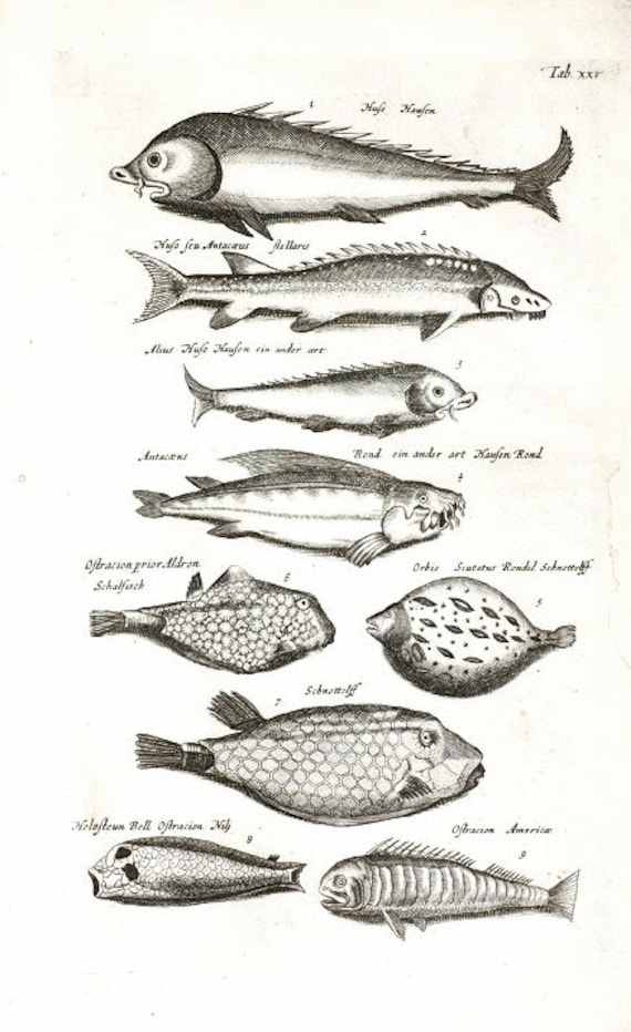 Very Rare Antique Orignal Engravings Of Fish From Merian 1657 Historiae Naturalis - Copper Engraving