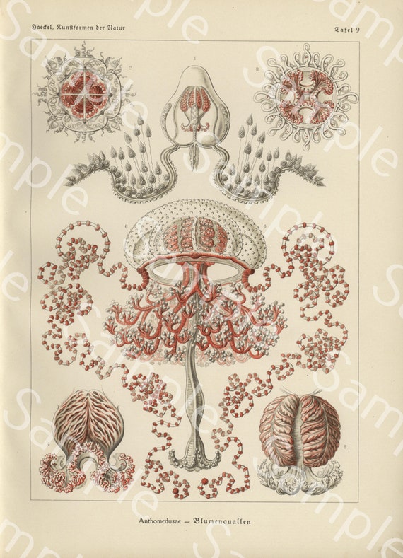 Gorgeous lithograph print from Art Forms of Nature by Ernst Haeckel