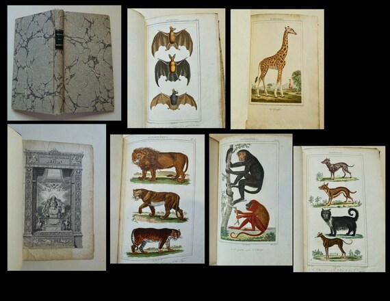 Rare Natural history of Buffon de comte 72 hand colored plates Circa 1820 1830 MAMMIFERES