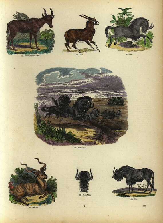 Antique Original Hand Colored  Natural History engraving -  Represinting Various Animals- Wild Ox of the Arabs- Gnu- Head of Gnu