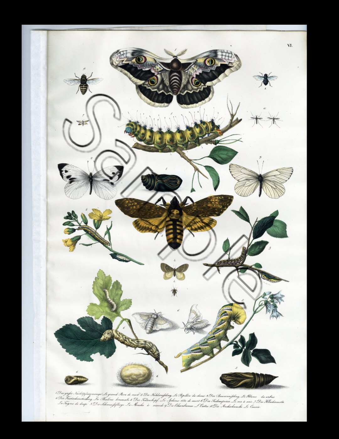 19th Century Rare Natural History Hand Colored Print Insects ...