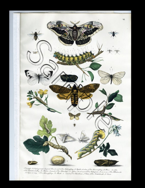 19th century rare natural history  hand colored print insects, butterflies, moths, bees