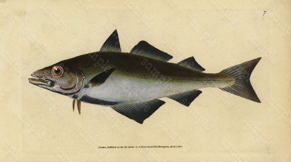 Original Antique Natural History Fish engraving Edwards DONAVON Natural history