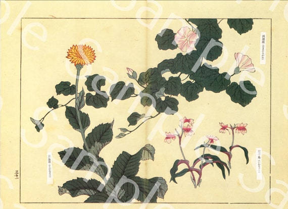 Vintage Japanese woodblock  Botanical flower print