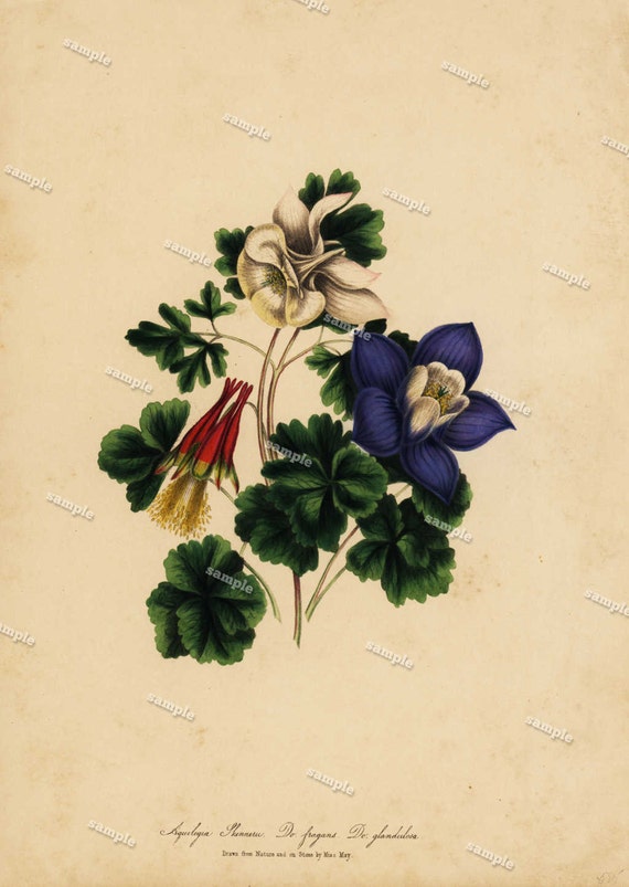 Flowers Hand-colored lithograph by Anne Everard from Flowers from Nature. London - Original - Large folio size- London