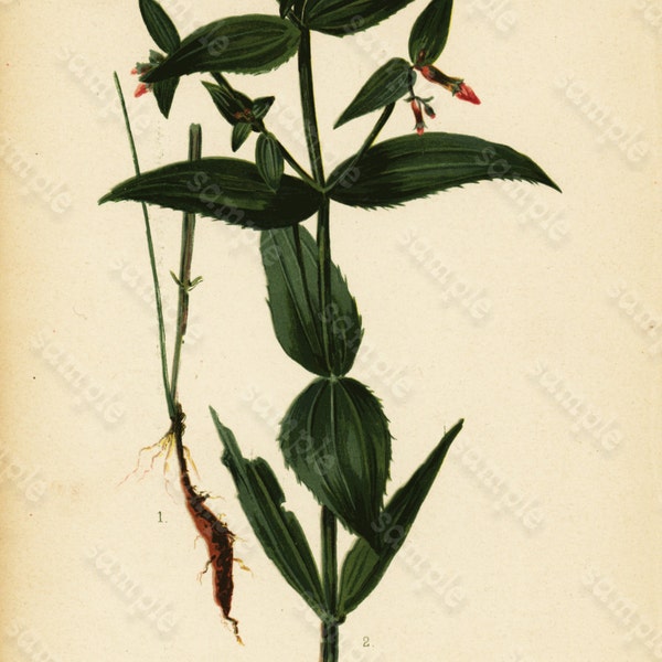 Original Antique  colored  Chromolithograph Rhexia Virginica thomas Meehan Native flowers of United States