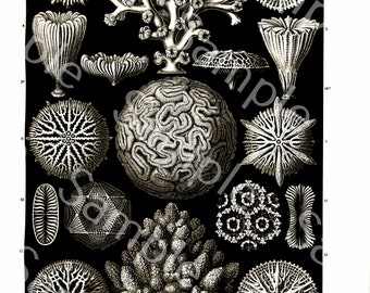 Gorgeous lithograph print of Hexacoralla from Art Forms of Nature by Ernst Haeckel