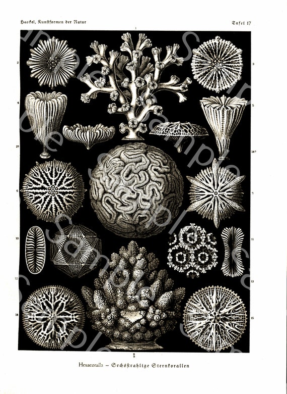 Gorgeous lithograph print of Hexacoralla from Art Forms of Nature by Ernst Haeckel