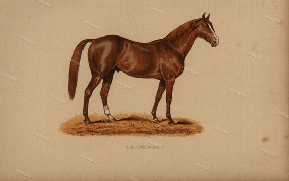 1890 0riginal Antique Natural History Chromolithograph of a horse Wellingtonia Animal Print-  Nature print  Very Rare