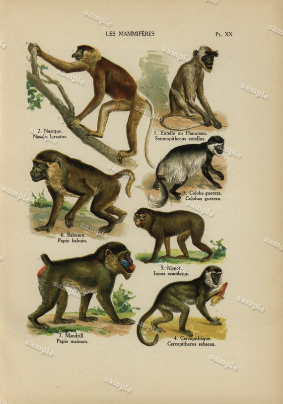1890 Original Colored lithograph of Animals nature print natural history prints art decor home decor wall art-monkeys-APES
