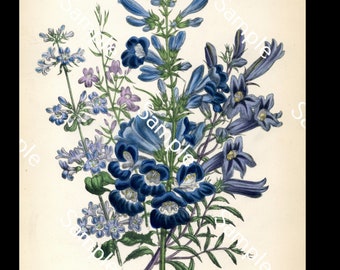 Antique wild flowers Penstemon circa 1840's Jane Loudon Hand-Colored Lithograph print