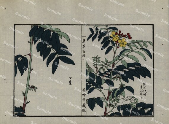 19th Century Japanese Antique woodblock  botanical print