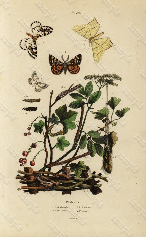 Antique Original  Natural History Hand Colored Engraving - Insects - Butterflies - Phalenes