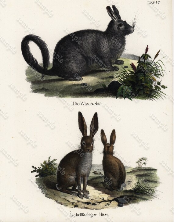 Antique Original Hand Colored Natural History Animal Print –Rabbits -