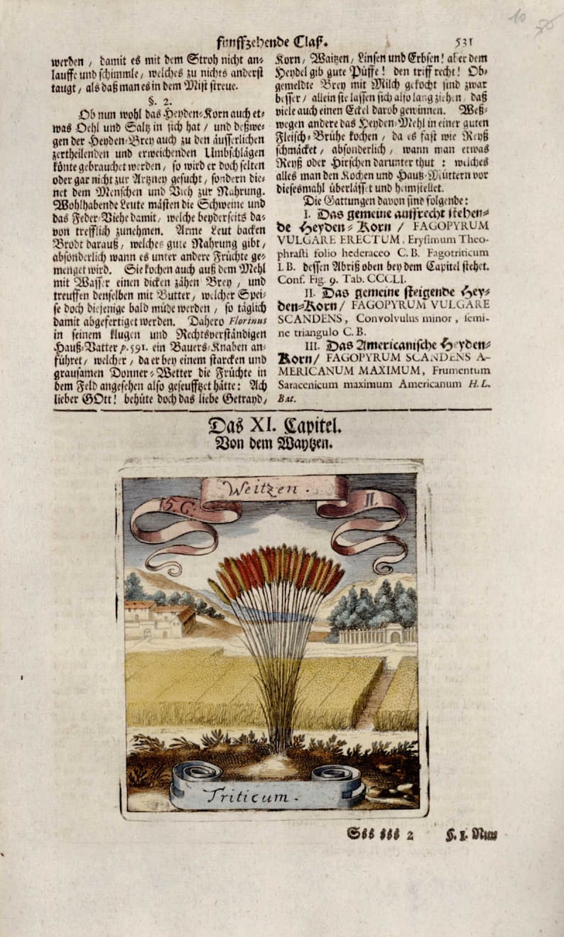 Michael Bernhard Valentini Botanical floral manuscript hand colored engraving o dates 1700/'s